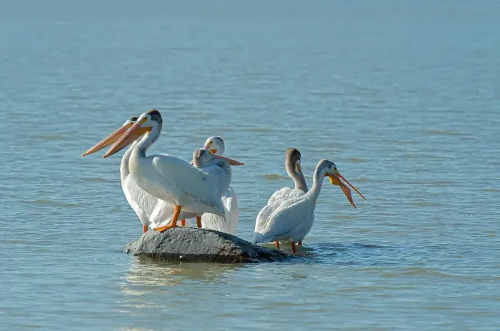 Framed Print : American white pelican (Pelecanus erythrorhynchos) in Lake Winnipeg Hecla-Grindstone Provincial Park, Manitoba, Canada Framed Print : American white pelican (Pelecanus erythrorhynchos) in Lake Winnipeg Hecla-Grindstone Provincial Park, Manitoba, Canada