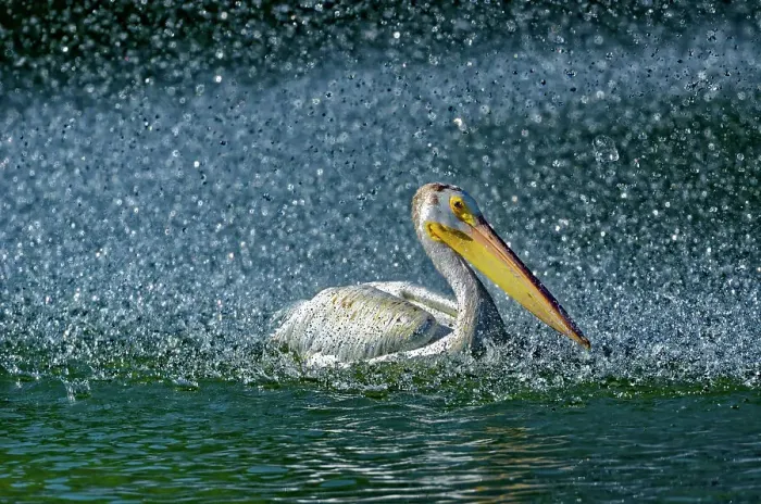 Framed Print : American white pelican (Pelecanus erythrorhynchos) in man-made pond by the fountain Winnipeg, Manitoba, Canada Framed Print : American white pelican (Pelecanus erythrorhynchos) in man-made pond by the fountain Winnipeg, Manitoba, Canada