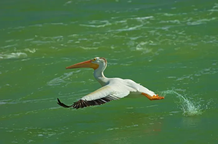 Framed Print : American white pelican (Pelecanus erythrorhynchos) taking flight from Fairford River Fairford, Manitoba, Canada Framed Print : American white pelican (Pelecanus erythrorhynchos) taking flight from Fairford River Fairford, Manitoba, Canada
