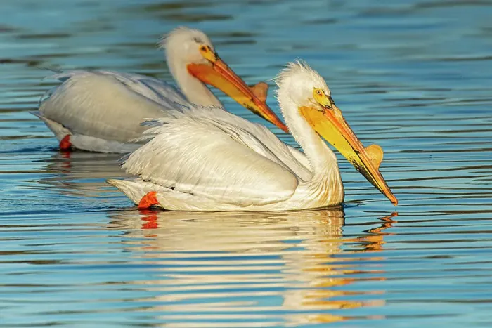 Framed Print : American white pelican (Pelecanus erythrorhynchos) Winnipeg, Manitoba, Canada