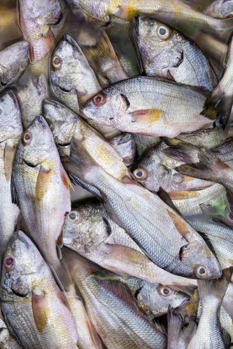 Framed Print : Americas, Central America, El Salvador, fish for sale in a Pacific coast market Framed Print : Americas, Central America, El Salvador, fish for sale in a Pacific coast market