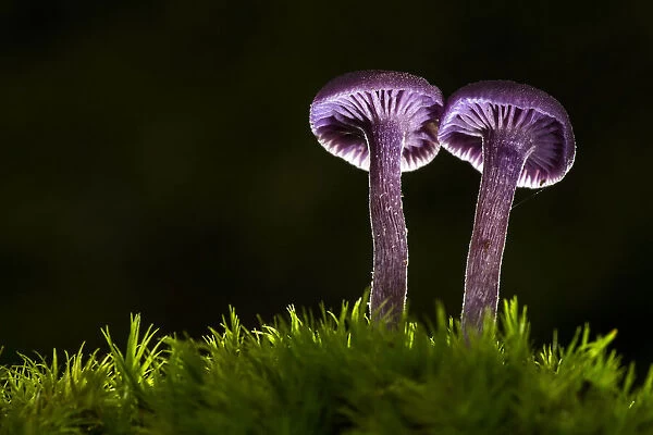 Amethyst Deceiver (Laccaria amethystea), New Forest National Park, Hampshire, England