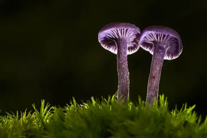 Framed Print : Amethyst Deceiver (Laccaria amethystea), New Forest National Park, Hampshire, England Framed Print : Amethyst Deceiver (Laccaria amethystea), New Forest National Park, Hampshire, England