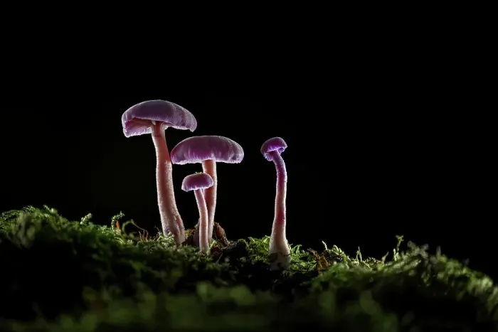Framed Print : Amethyst Deceiver (Laccaria amethystea), New Forest National Park, Hampshire, England, UK Framed Print : Amethyst Deceiver (Laccaria amethystea), New Forest National Park, Hampshire, England, UK