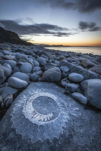 Ammonite Fossil, Ammonite Graveyard, Monmouth Beach, Lyme Regis, Dorset, England, UK