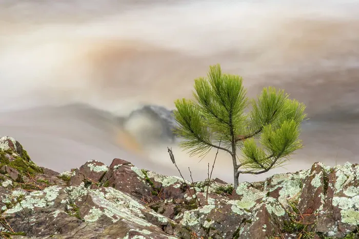 Framed Print : Amnicon River with shoreline pine tree, Amnicon Falls State Park, Wisconsin, USA