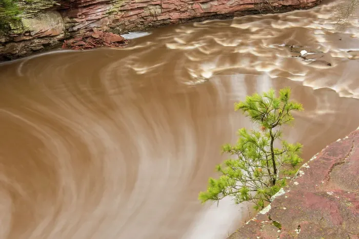 Framed Print : Amnicon River with shoreline pine tree, Amnicon Falls State Park, Wisconsin, USA