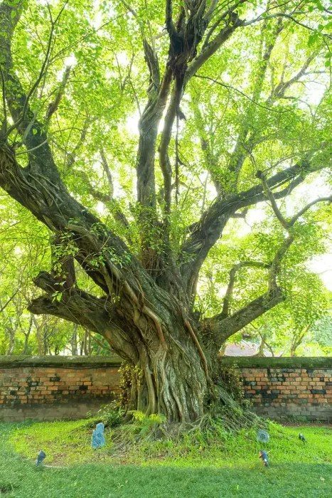 Framed Print : Ancient Banyan Tree, Temple of Literature, Hanoi, Vietnam