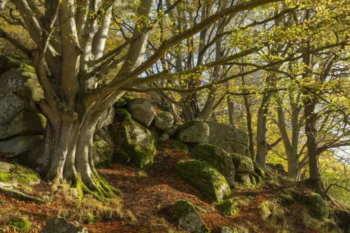Framed Print : Ancient beech tree in autumn woodland, Dartmoor National Park, Devon, England Framed Print : Ancient beech tree in autumn woodland, Dartmoor National Park, Devon, England
