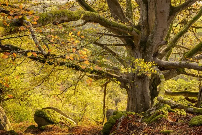 Framed Print : Ancient beech tree in autumn woodland, Dartmoor National Park, Devon, England Framed Print : Ancient beech tree in autumn woodland, Dartmoor National Park, Devon, England