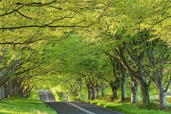 Ancient beech tree avenue at Kingston Lacy, Badbury Rings, Dorset, England. Spring