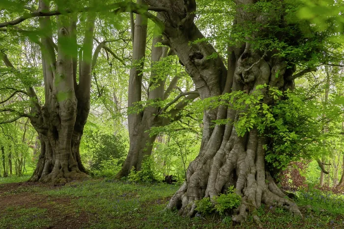 Framed Print : Ancient Beech trees, one believed to be over 600 years old and the third largest in England, Lineover Wood, Cotswolds, Gloucestershire, England. Spring (May) 2021 Framed Print : Ancient Beech trees, one believed to be over 600 years old and the third largest in England, Lineover Wood, Cotswolds, Gloucestershire, England. Spring (May) 2021