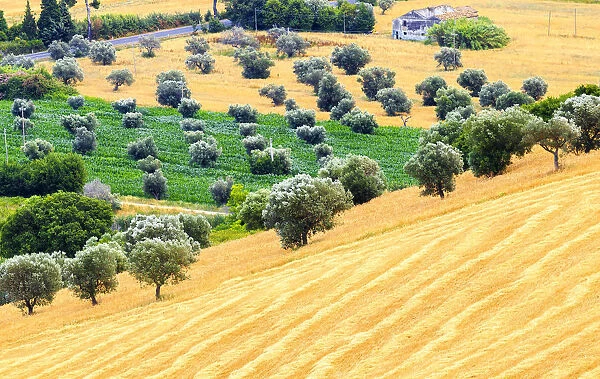 Ancient farmland in the cultivated fields of Cologna Paese, Abruzzo, Italy