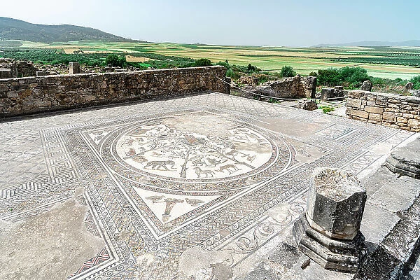 Ancient mosaic with african animals on floor of The House of Orpheus, Volubilis archeological site, Meknes, Morocco
