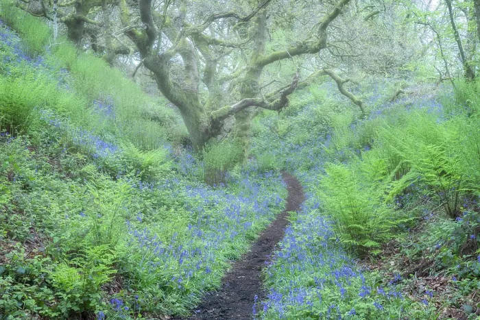 Framed Print : Ancient Oak trees, ferns and bluebells(Endymion non-scriptus), Marshwood Vale, Dorset, England, UK, May 2024 Framed Print : Ancient Oak trees, ferns and bluebells(Endymion non-scriptus), Marshwood Vale, Dorset, England, UK, May 2024