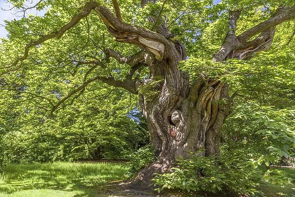 Ancient sweet chestnut in Sheffield Park Garden, East Sussex, England