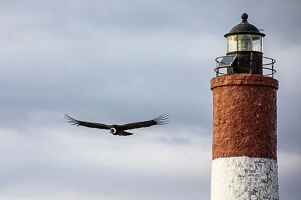 Andean condor and End of the World Lighthouse, Beagle Channel, Ushuaia, Tierra del Fuego, Argentina