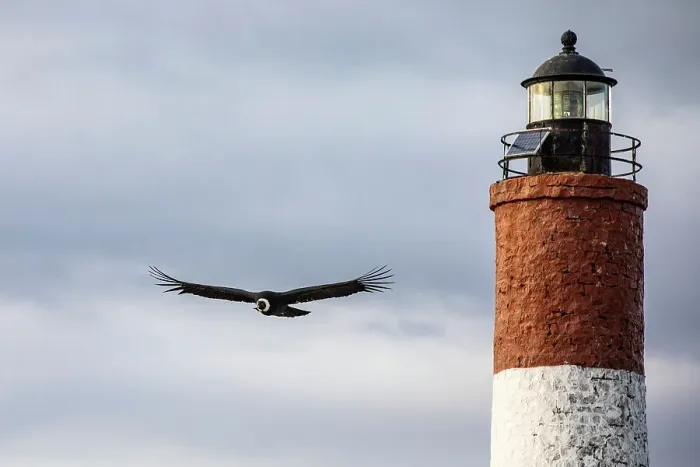 Framed Print : Andean condor and End of the World Lighthouse, Beagle Channel, Ushuaia, Tierra del Fuego, Argentina Framed Print : Andean condor and End of the World Lighthouse, Beagle Channel, Ushuaia, Tierra del Fuego, Argentina