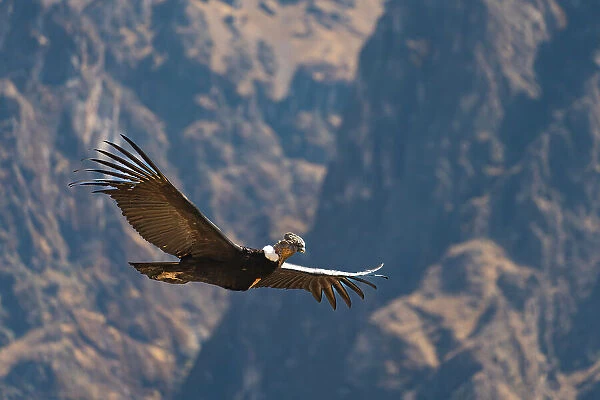 Andean condor (Vultur gryphus) flying over Canyon Colca, Caylloma Province, Arequipa Region, Peru