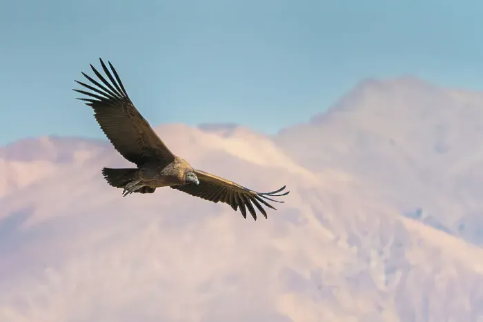 Framed Print : Andean condor (Vultur gryphus) flying over Canyon Colca, Caylloma Province, Arequipa Region, Peru Framed Print : Andean condor (Vultur gryphus) flying over Canyon Colca, Caylloma Province, Arequipa Region, Peru