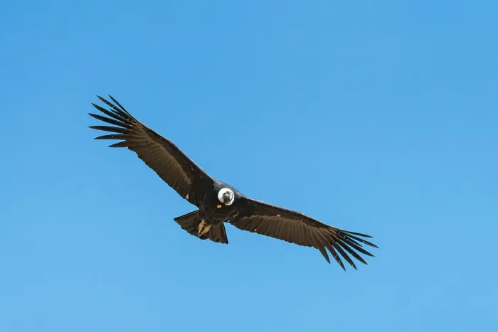 Framed Print : Andean condor (Vultur gryphus) flying over Canyon Colca, Caylloma Province, Arequipa Region, Peru Framed Print : Andean condor (Vultur gryphus) flying over Canyon Colca, Caylloma Province, Arequipa Region, Peru