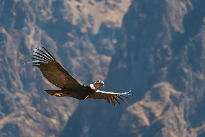 Framed Print : Andean condor (Vultur gryphus) flying over Canyon Colca, Caylloma Province, Arequipa Region, Peru Framed Print : Andean condor (Vultur gryphus) flying over Canyon Colca, Caylloma Province, Arequipa Region, Peru