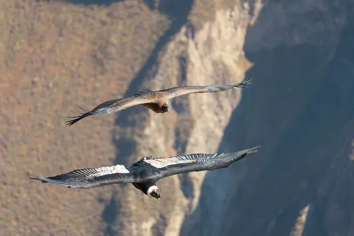 Framed Print : Two Andean condors (Vultur gryphus) flying over Canyon Colca, Caylloma Province, Arequipa Region, Peru Framed Print : Two Andean condors (Vultur gryphus) flying over Canyon Colca, Caylloma Province, Arequipa Region, Peru