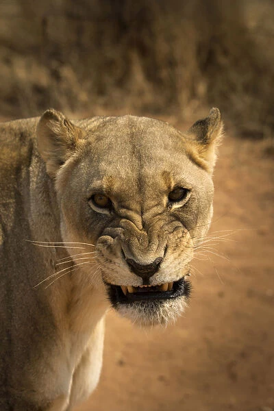 Angry lioness portrait, Namibia, Africa
