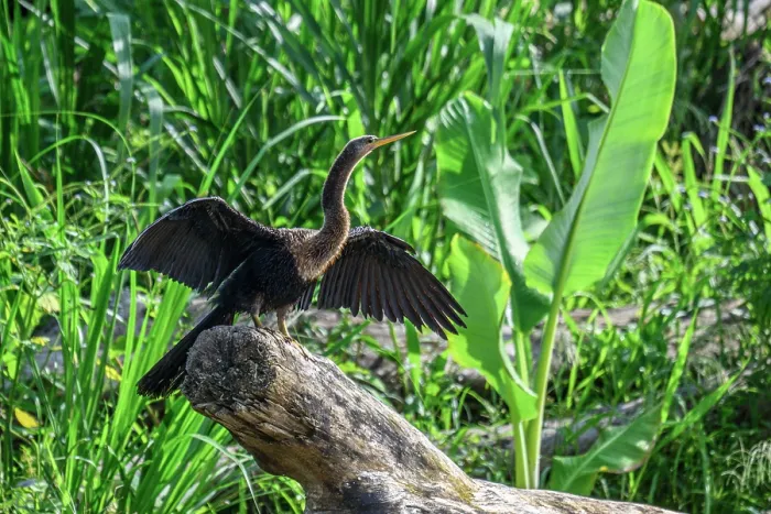 Framed Print : Anhinga (Anhinga anhinga) Drying wings on a riverbank Framed Print : Anhinga (Anhinga anhinga) Drying wings on a riverbank