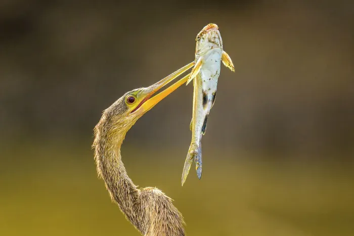 Framed Print : Anhinga (Anhinga anhinga) Female with captured fish on the Tarcoles River, Rio Tarcoles, Tarcoles, Puntarenas, Costa Rica Framed Print : Anhinga (Anhinga anhinga) Female with captured fish on the Tarcoles River, Rio Tarcoles, Tarcoles, Puntarenas, Costa Rica