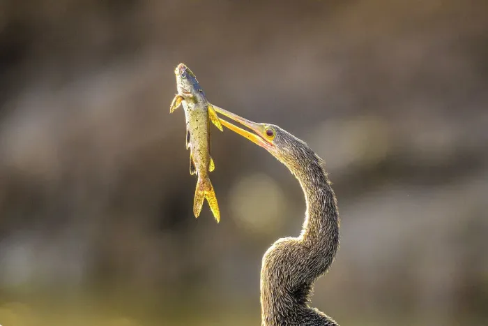 Framed Print : Anhinga (Anhinga anhinga) Female with captured fish on the Tarcoles River, Rio Tarcoles, Tarcoles, Puntarenas, Costa Rica Framed Print : Anhinga (Anhinga anhinga) Female with captured fish on the Tarcoles River, Rio Tarcoles, Tarcoles, Puntarenas, Costa Rica