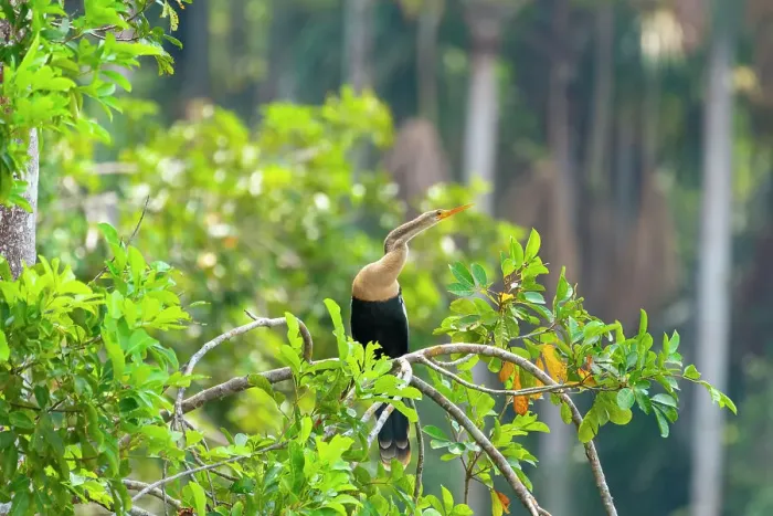 Framed Print : Anhinga (anhinga anhinga) with spread wings on branch, Tambopata National Reserve, Puerto Maldonado, Tambopata Province, Madre de Dios, Peru Framed Print : Anhinga (anhinga anhinga) with spread wings on branch, Tambopata National Reserve, Puerto Maldonado, Tambopata Province, Madre de Dios, Peru