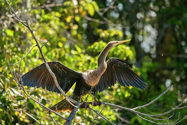 Anhinga (anhinga anhinga) with spread wings on branch, Tambopata National Reserve, Puerto Maldonado, Tambopata Province, Madre de Dios, Peru