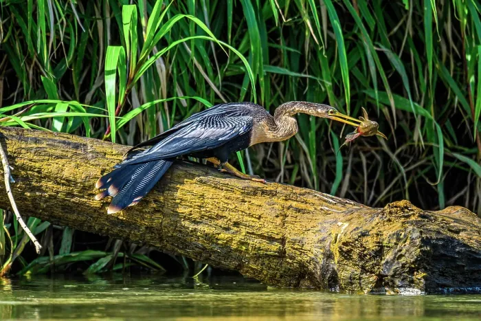 Framed Print : Anhinga (Anhinga anhinga) Swallowing fish prey, San Carlos River, Boca Tapada de San Carlos de Alajuela, Costa Rica Framed Print : Anhinga (Anhinga anhinga) Swallowing fish prey, San Carlos River, Boca Tapada de San Carlos de Alajuela, Costa Rica