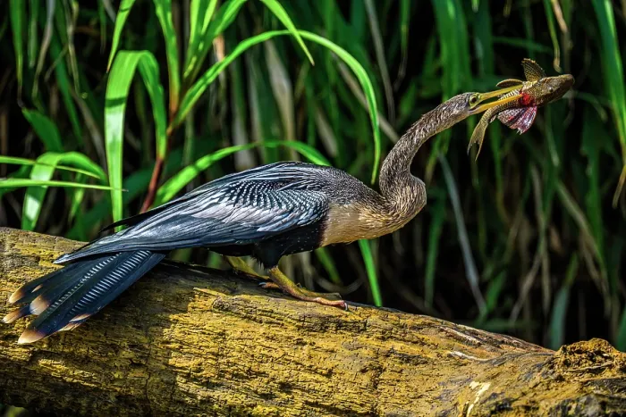 Framed Print : Anhinga (Anhinga anhinga) Swallowing fish prey, San Carlos River, Boca Tapada de San Carlos de Alajuela, Costa Rica Framed Print : Anhinga (Anhinga anhinga) Swallowing fish prey, San Carlos River, Boca Tapada de San Carlos de Alajuela, Costa Rica