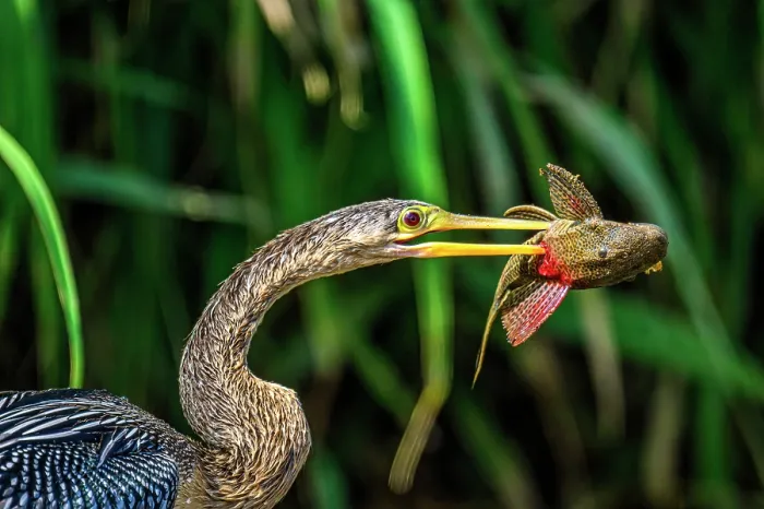 Framed Print : Anhinga (Anhinga anhinga) Swallowing fish prey, San Carlos River, Boca Tapada de San Carlos de Alajuela, Costa Rica Framed Print : Anhinga (Anhinga anhinga) Swallowing fish prey, San Carlos River, Boca Tapada de San Carlos de Alajuela, Costa Rica