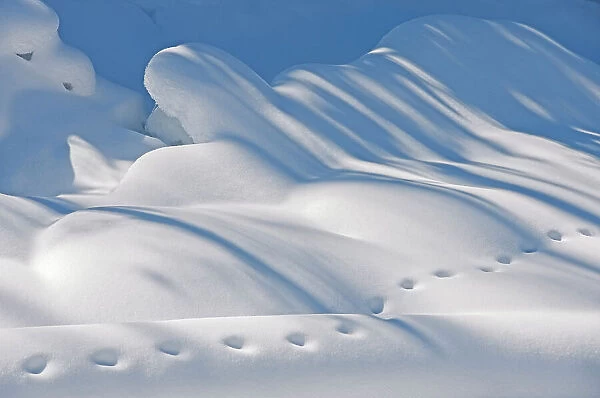 Animal tracks in the snow, Kootenay National Park, British Columbia, Canada
