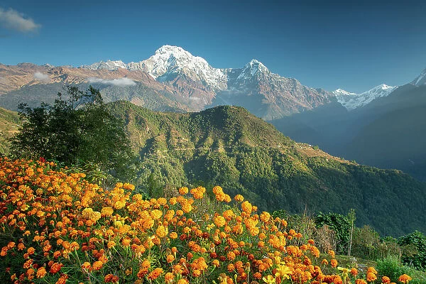 Annapurna South with Marigolds, Ghandruk, Nepal, Asia