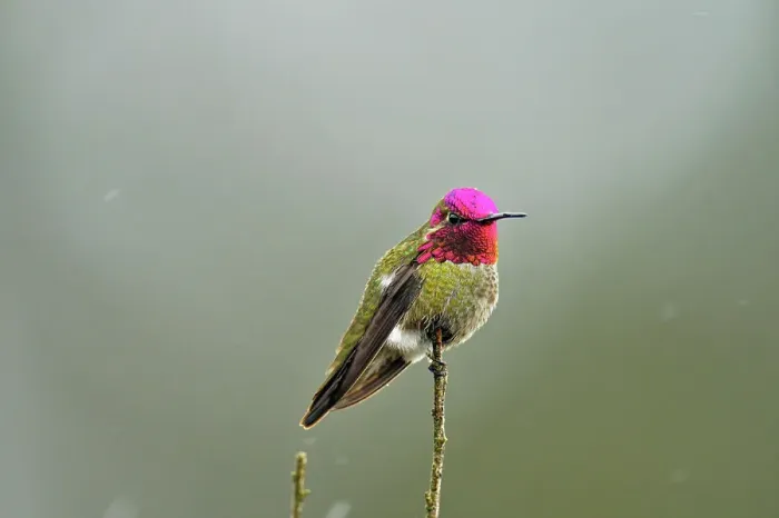 Framed Print : Anna's Hummingbird (Calypte anna), Morro Bay State Park, California, USA