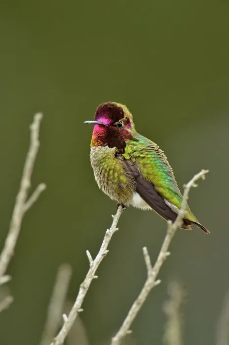Framed Print : Anna's Hummingbird (Calypte anna), Morro Bay State Park, California, USA