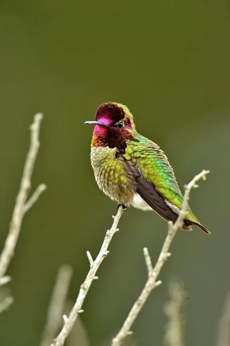 Framed Print : Anna's Hummingbird (Calypte anna), Morro Bay State Park, California, USA Framed Print : Anna's Hummingbird (Calypte anna), Morro Bay State Park, California, USA