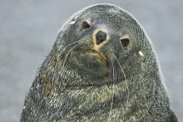 Antarctic fur seal - South Georgia, Cooper Bay