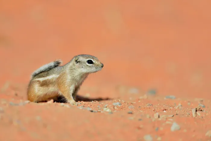 Framed Print : Antelope / white-tailed antelope squirrel (Ammospermophilus leucurus), Valley of Fire State Park, Nevada, USA