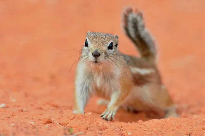 Framed Print : Antelope / white-tailed antelope squirrel (Ammospermophilus leucurus), Valley of Fire State Park, Nevada, USA Framed Print : Antelope / white-tailed antelope squirrel (Ammospermophilus leucurus), Valley of Fire State Park, Nevada, USA