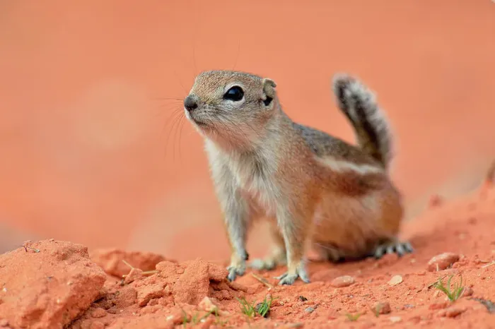 Framed Print : Antelope / white-tailed antelope squirrel (Ammospermophilus leucurus), Valley of Fire State Park, Nevada, USA Framed Print : Antelope / white-tailed antelope squirrel (Ammospermophilus leucurus), Valley of Fire State Park, Nevada, USA