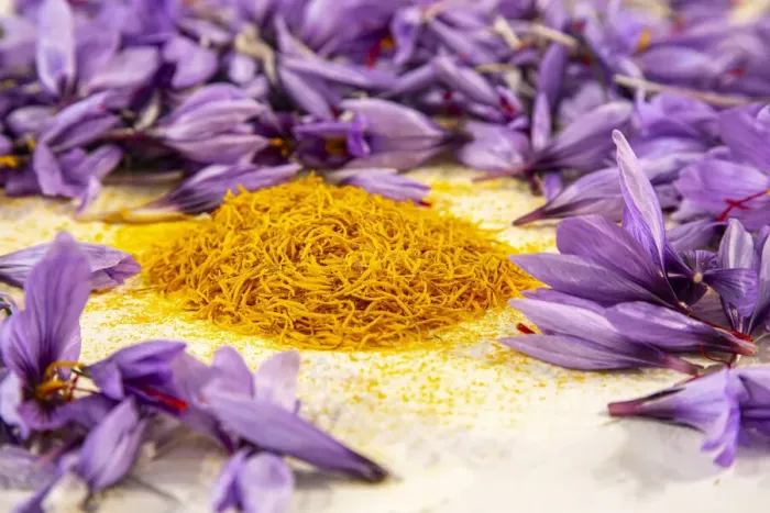 Framed Print : Anthers or stamens (yellow) of saffron in the Navelli plateau. Abruzzo Italy, Europe