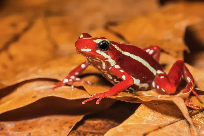 Framed Print : Anthony's Poison Arrow Frog (Epipedobates anthonyi) - captive bred Framed Print : Anthony's Poison Arrow Frog (Epipedobates anthonyi) - captive bred