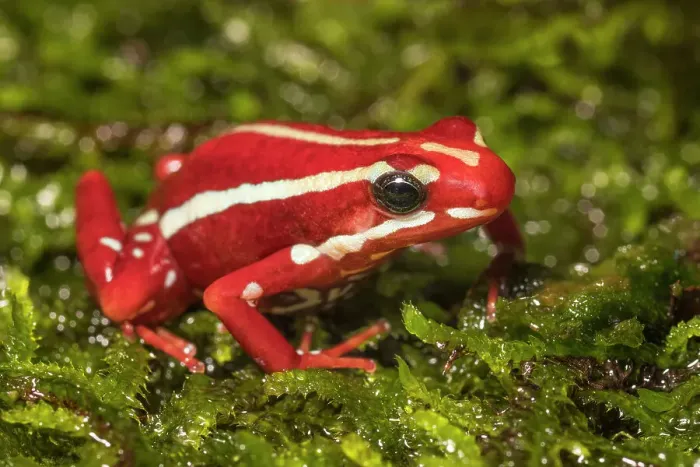 Framed Print : Anthony's Poison Arrow Frog (Epipedobates anthonyi) - captive bred Framed Print : Anthony's Poison Arrow Frog (Epipedobates anthonyi) - captive bred