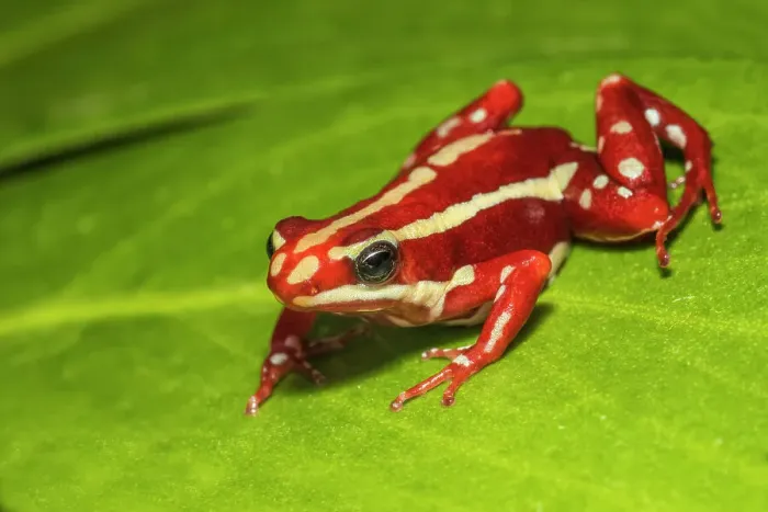 Framed Print : Anthony's Poison Arrow Frog (Epipedobates anthonyi) - captive bred Framed Print : Anthony's Poison Arrow Frog (Epipedobates anthonyi) - captive bred
