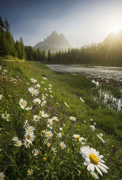 The Antorno Lake and some daisies catching the first sun rays during a hazy summer morning, with the Tre Cime di Lavaredo in the background. Italian Dolomites